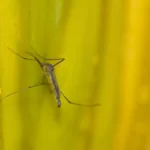 Estado de SP confirma mais duas mortes por febre amarela