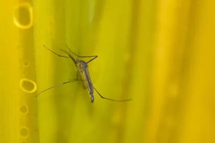 Estado de SP confirma mais duas mortes por febre amarela