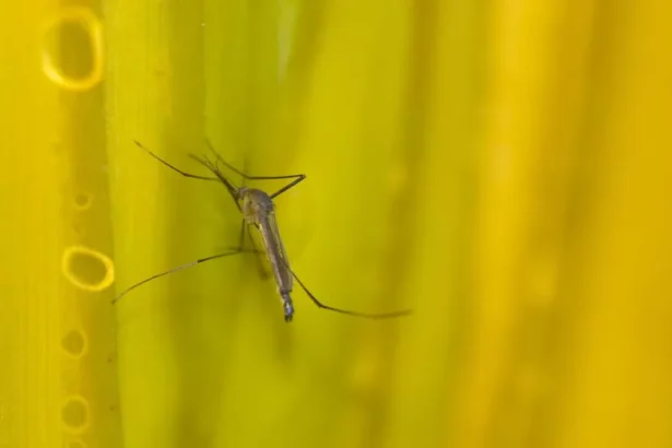Estado de SP confirma mais duas mortes por febre amarela