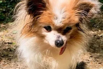 Morreu Lazare, provavelmente o cão mais velho do mundo, aos 30 anos