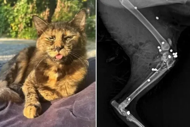 Gata é morta com 27 tiros de espingarda em SC; Polícia investiga