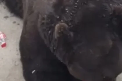 Urso abre garrafa de Coca-Cola sozinho em zoológico e viraliza
