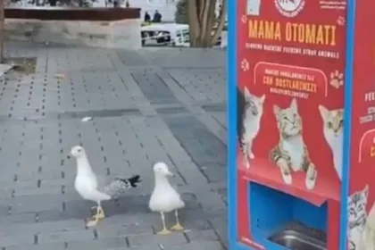 Gaivota aprende a miar para conseguir comida de gato; vídeo