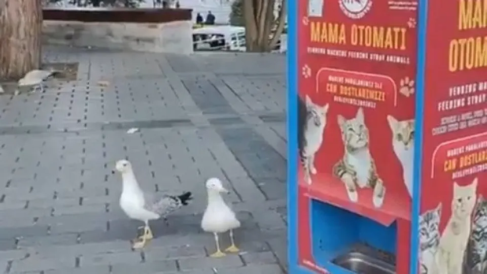 Gaivota aprende a miar para conseguir comida de gato; vídeo