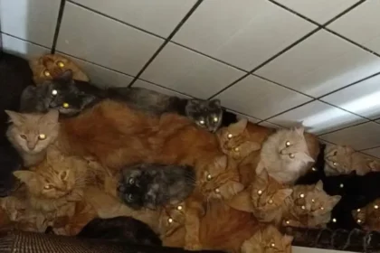 Mais de 400 gatos doentes são encontrados em apartamento em SC