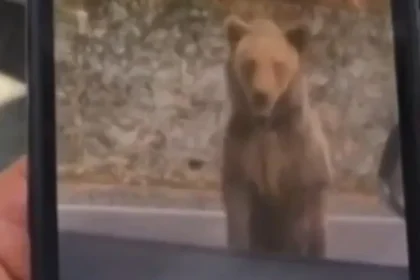 Turista tenta alimentar urso na Romênia e é atacado: