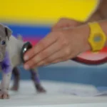 Lei torna crime exercício ilegal da medicina veterinária 