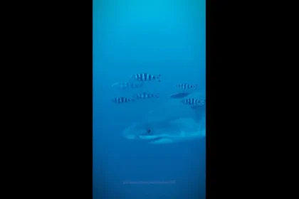 Tubarão branco é filmado no Mediterrâneo. São as 1.ª imagens subaquáticas