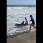 Homem pesca tubarão-branco e devolve-o ao mar; vídeo