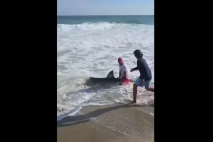 Homem pesca tubarão-branco e devolve-o ao mar; vídeo