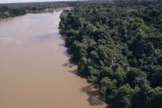 Desmatamento na Amazônia cai 61,4% em maio de 2026