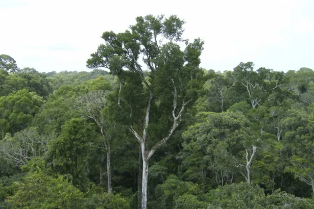 Desmate na amazônia em maio fica perto de mínima histórica