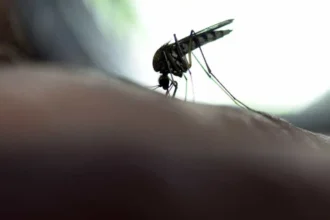 Novo caso de febre amarela é registrado em Lagoinha, interior de SP