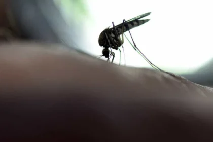 Novo caso de febre amarela é registrado em Lagoinha, interior de SP