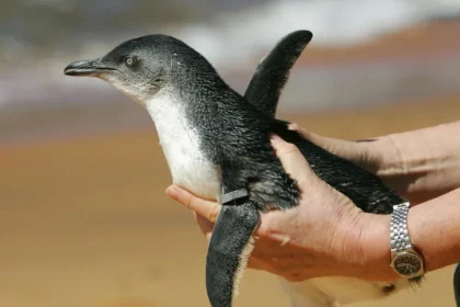 Em dois meses, 796 pinguins são encontrados mortos nas praias de Florianópolis