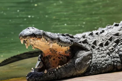 Homem é preso suspeito de jogar criança aos crocodilos na Inglaterra