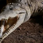 Homem é preso após menino de 3 anos cair dentro de habitat de crocodilos