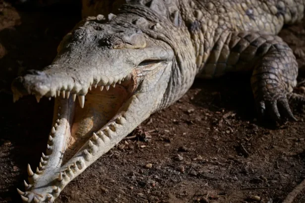 Homem é preso após menino de 3 anos cair dentro de habitat de crocodilos