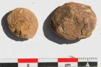 Cientistas acham batatas congeladas há 500 anos, e aparência surpreende