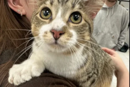 Gato com 28 dedos entra para o Guinness aos 10 meses; veja que fofura