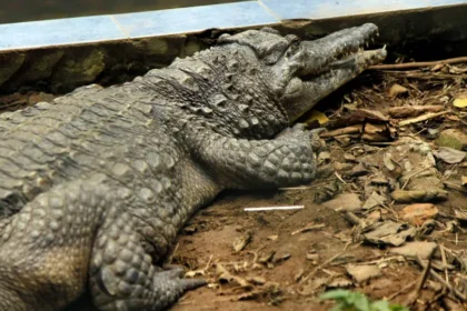 Menino atacado por crocodilo já passou por 5 cirurgias e precisa de mais