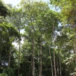 Amazônia tem menor índice de desmatamento para o 1º semestre em uma década