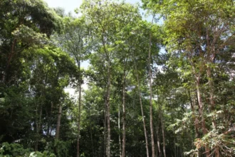 Amazônia tem menor índice de desmatamento para o 1º semestre em uma década