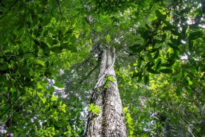 Amazônia tem menor área sob alerta de desmatamento em 10 anos