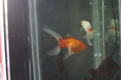 Tribunal argentino reconhece dois peixes dourados como seres sencientes