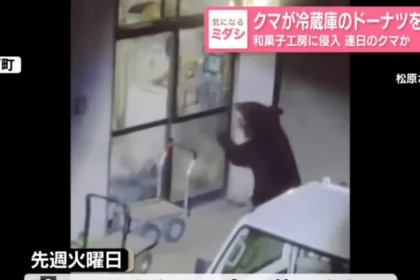 Urso invade 15 casas no Japão e até rouba donuts de geladeira