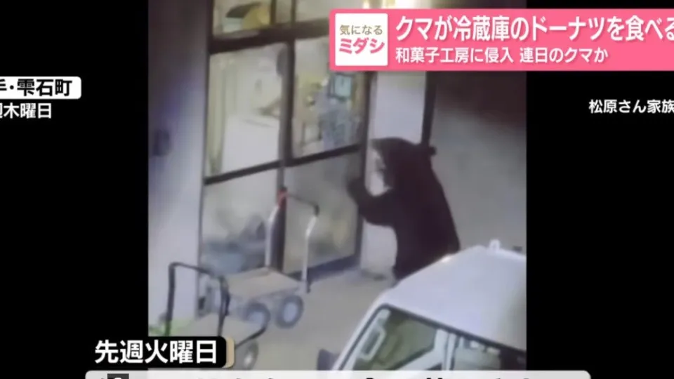 Urso invade 15 casas no Japão e até rouba donuts de geladeira
