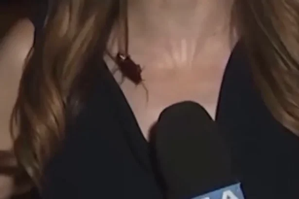 Vídeo viral: Barata voadora invade cobertura ao vivo de jornalista