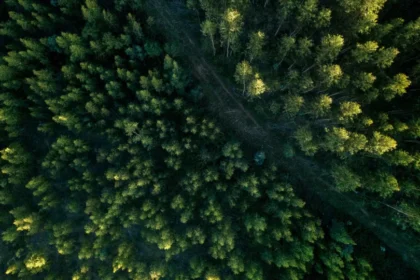 Como é o projeto, aprovado no Congresso, que reduz em 37% proteção de floresta na Amazônia