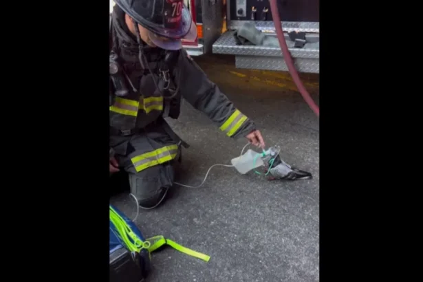 Pombo recebe oxigênio de bombeiros após inalar fumaça em incêndio; veja