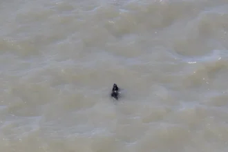 Cão desaparecido há semanas é resgatado enquanto nadava nos EUA; veja