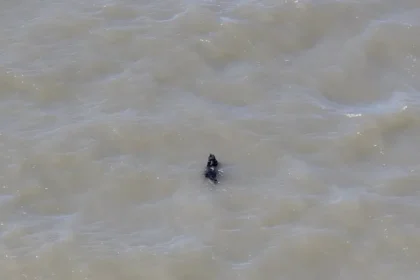 Cão desaparecido há semanas é resgatado enquanto nadava nos EUA; veja
