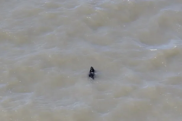 Cão desaparecido há semanas é resgatado enquanto nadava nos EUA; veja