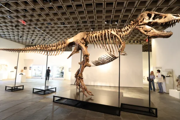 Gus, um dos maiores T-Rex, foi vendido por valor recorde: 255 milhões