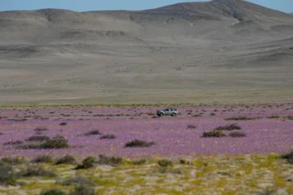 Chuva de quatro anos cai em quatro dias no deserto mais seco do mundo