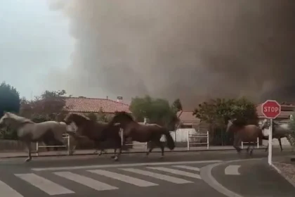 Vídeo: Cavalos são soltos para fugir de incêndio na França