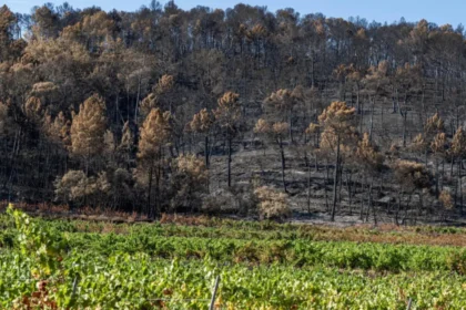 França registra mais de 1,2 mil mortes adicionais durante onda de calor